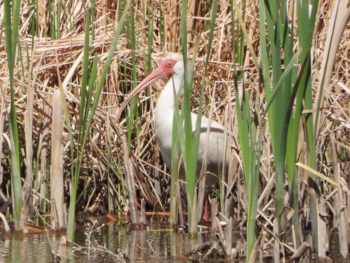 eBird Checklist - 12 Apr 2026 - White Ibis Stakeout (2026) - 9 species