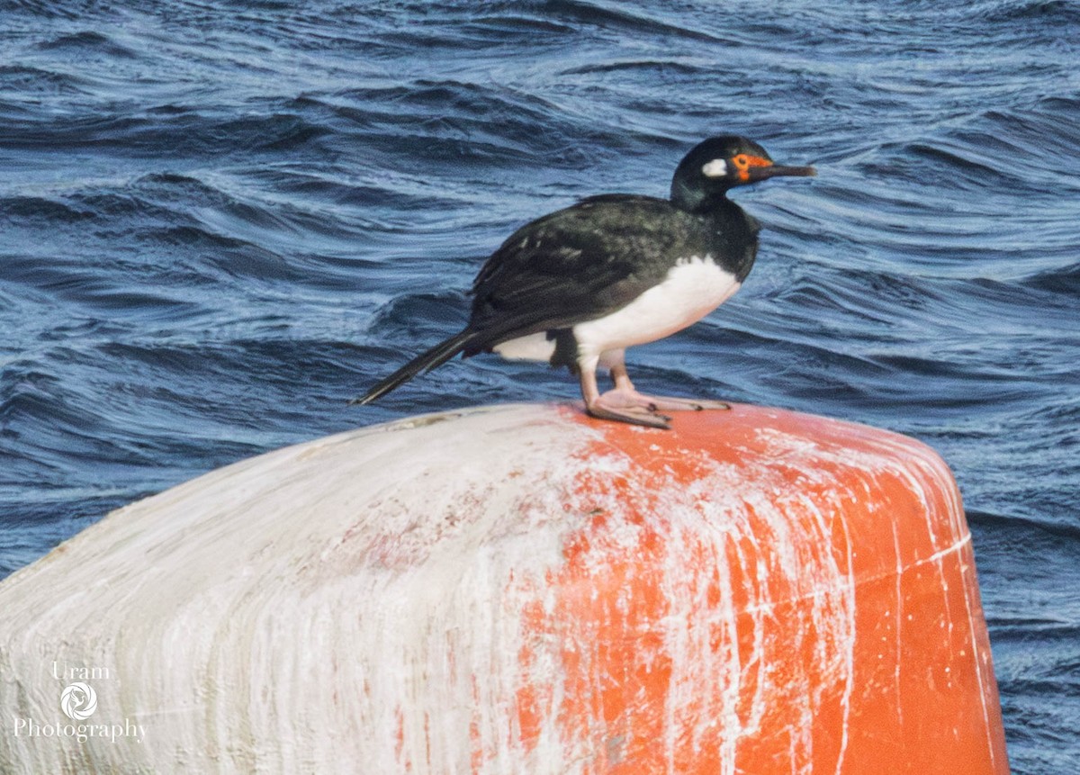 Magellanic Cormorant - ML655331465