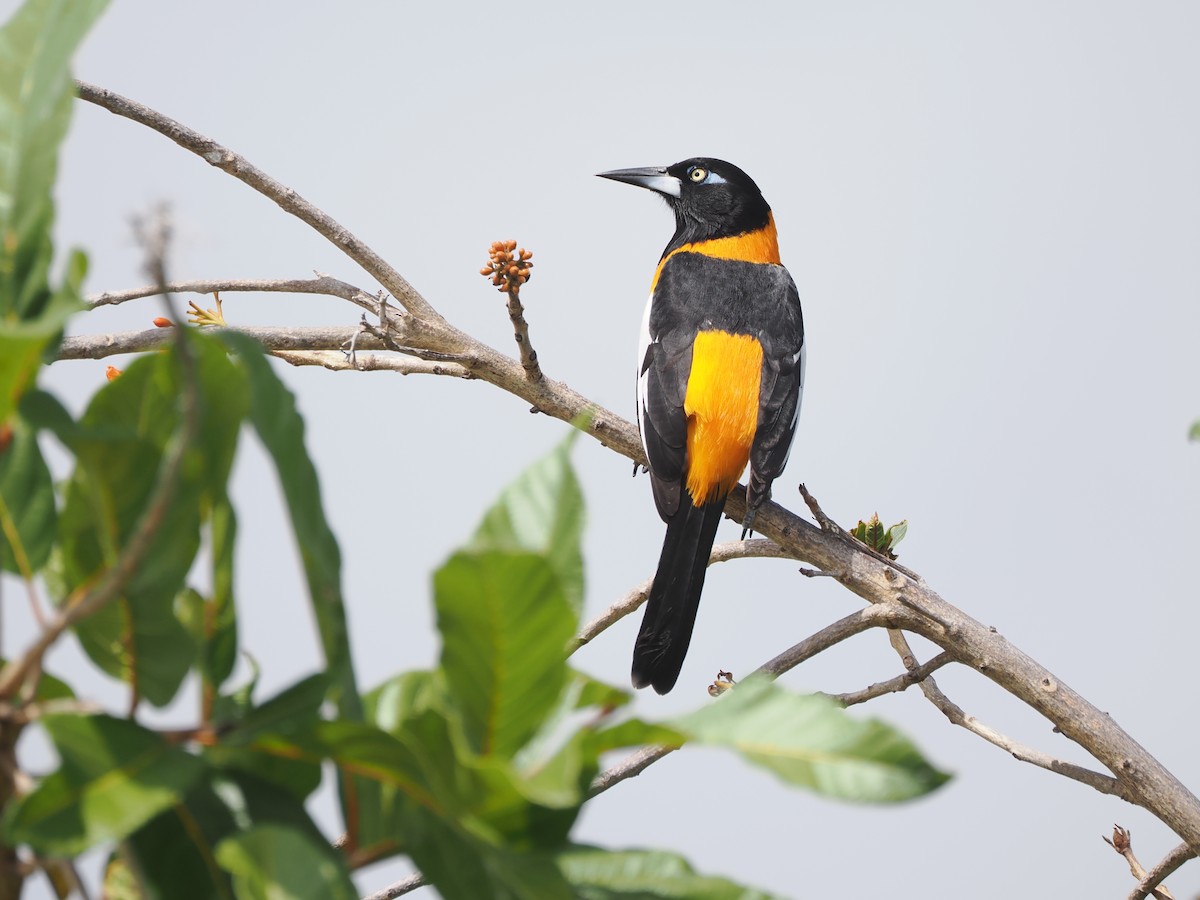 Venezuelan Troupial - ML655331988