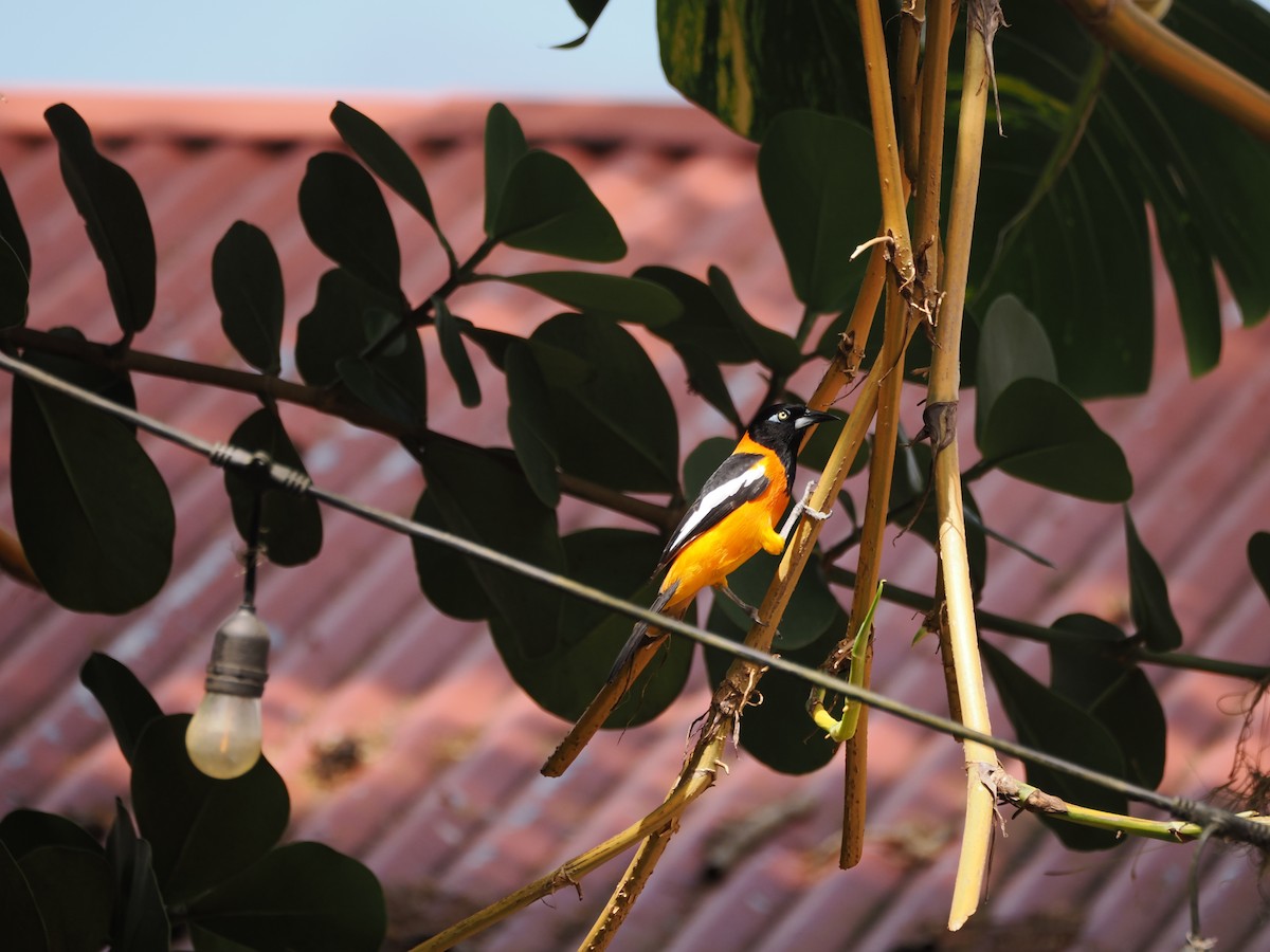 Venezuelan Troupial - ML655331989