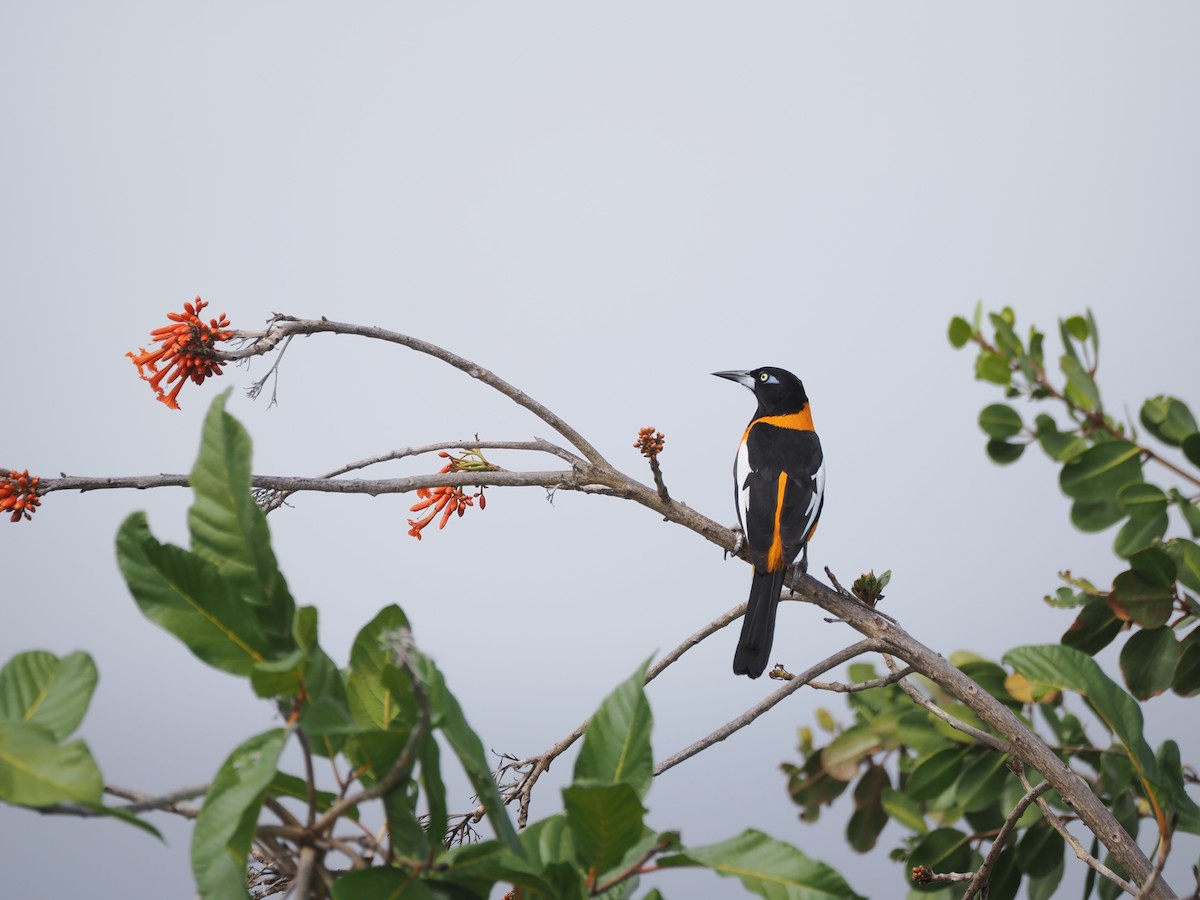 Venezuelan Troupial - ML655331990
