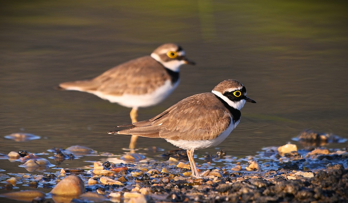 Little Ringed Plover - ML655336379
