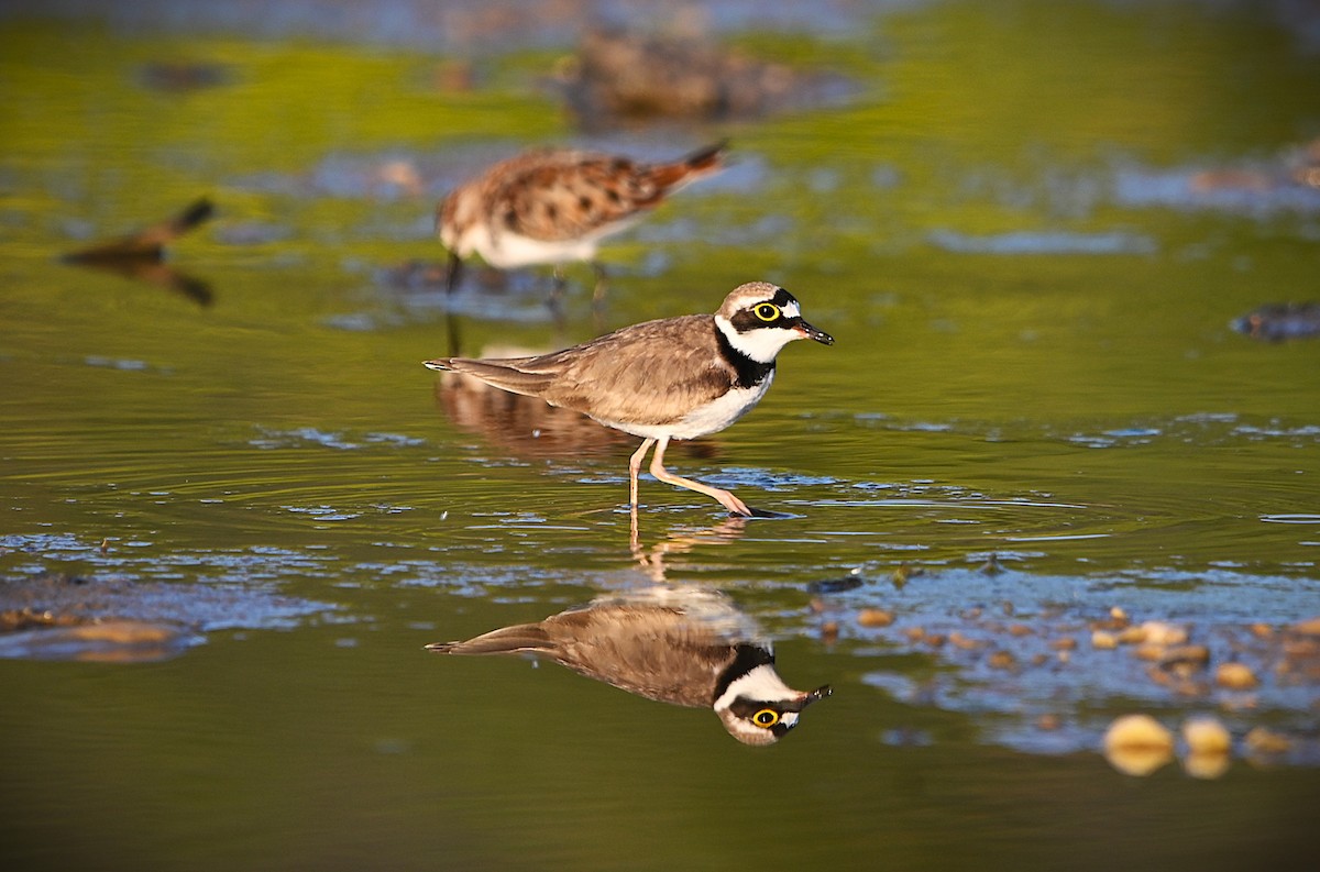 Little Ringed Plover - ML655336419