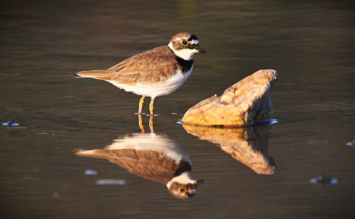 Little Ringed Plover - ML655336435