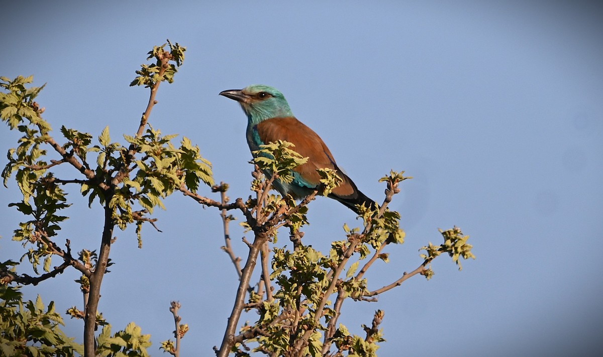 European Roller - ML655336548