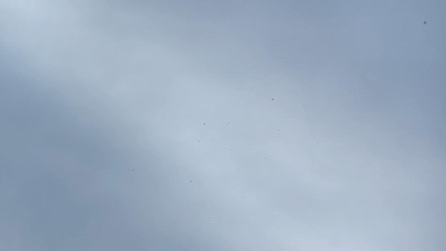 Parulidae sp. - ML655337283