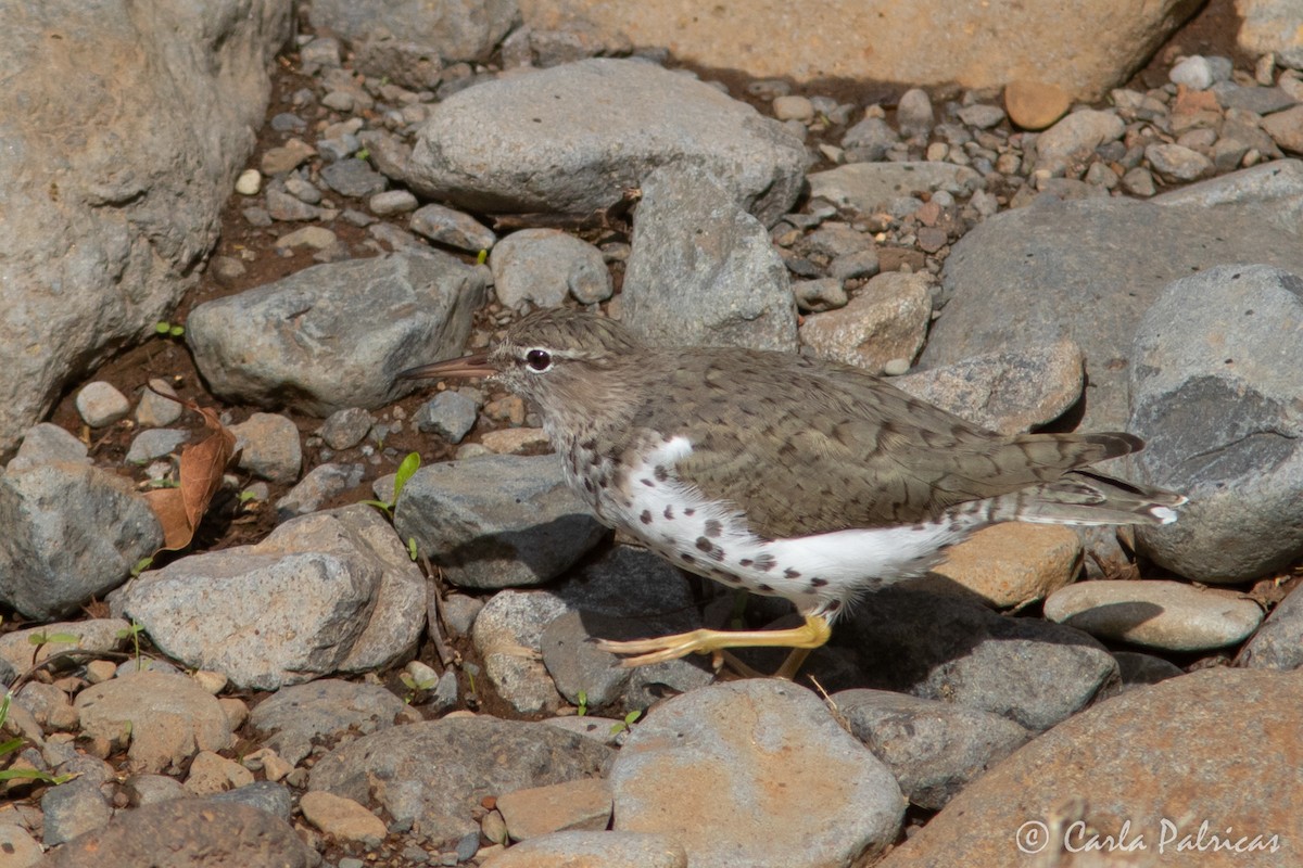 Spotted Sandpiper - ML655338140