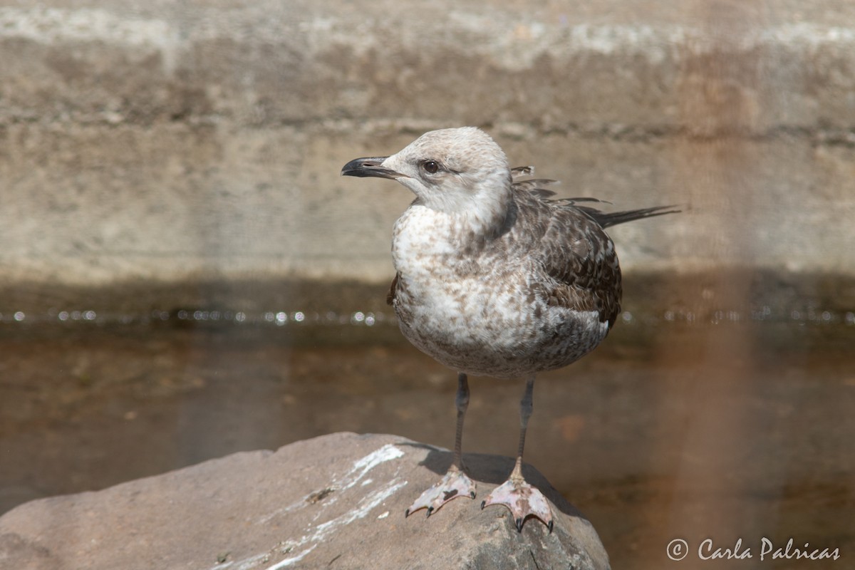 Yellow-legged Gull (atlantis) - ML655338151