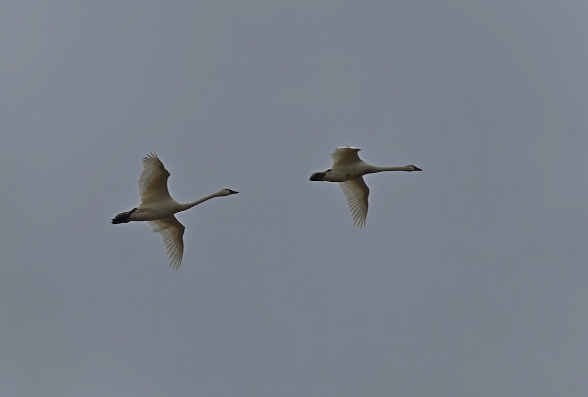 Tundra Swan - ML655338272