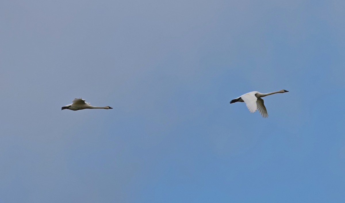 Tundra Swan - ML655338273