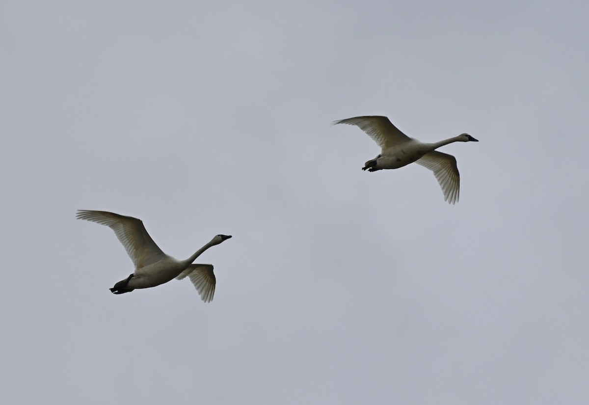 Tundra Swan - ML655338274