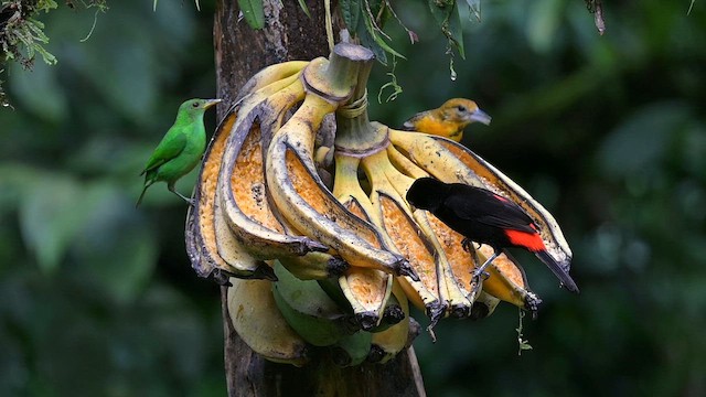 Scarlet-rumped Tanager - ML655339572