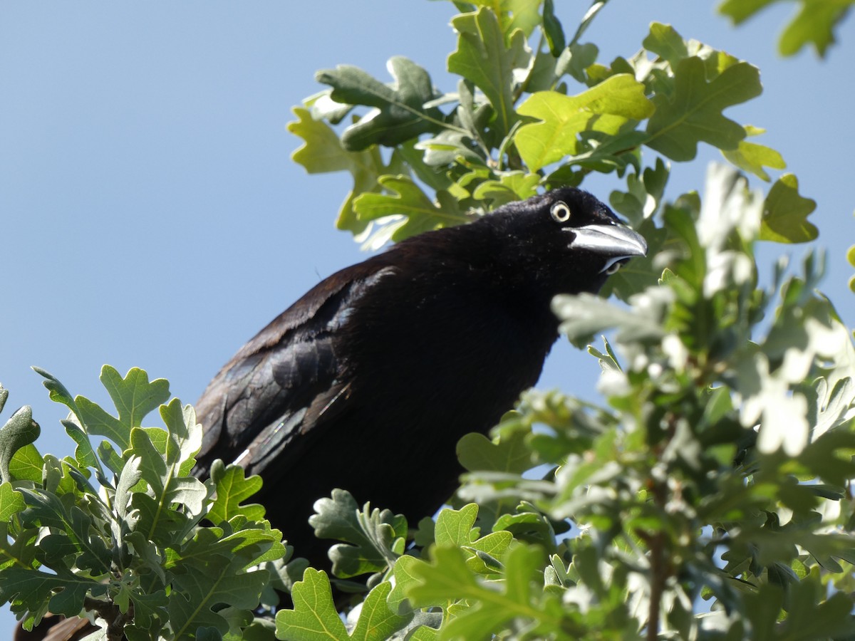 Great-tailed Grackle - ML655340065