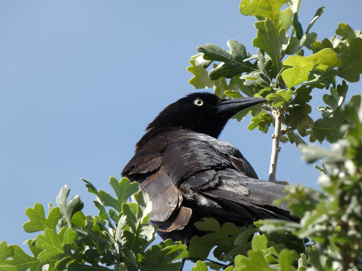 Great-tailed Grackle - ML655340066