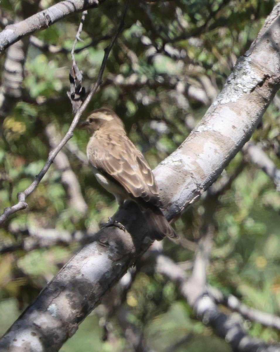 Moineau bridé - ML655340167