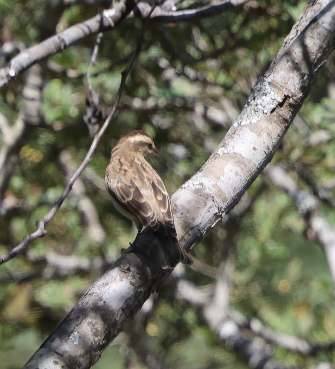 Moineau bridé - ML655340168