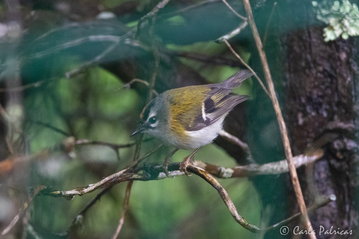Madeira Firecrest - ML655340806