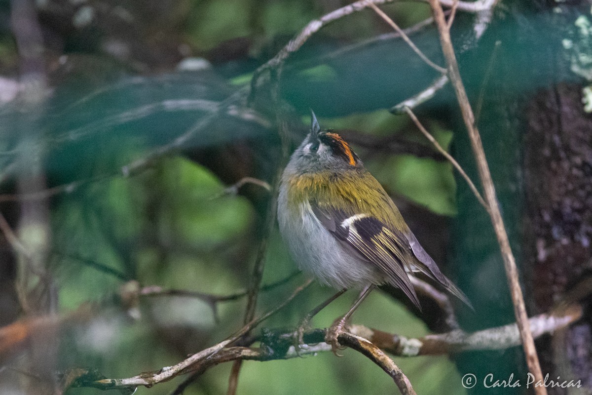 Madeira Firecrest - ML655340807