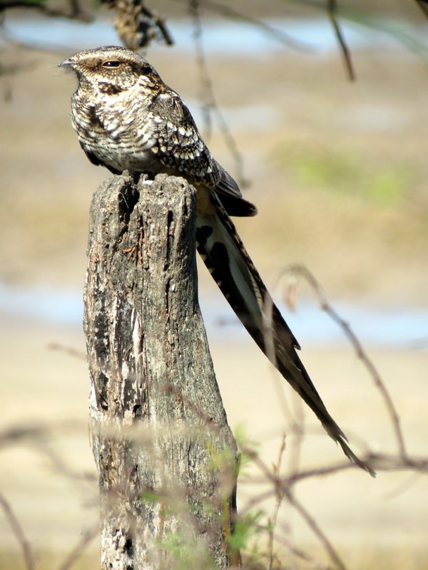 Scissor-tailed Nightjar - ML65534191