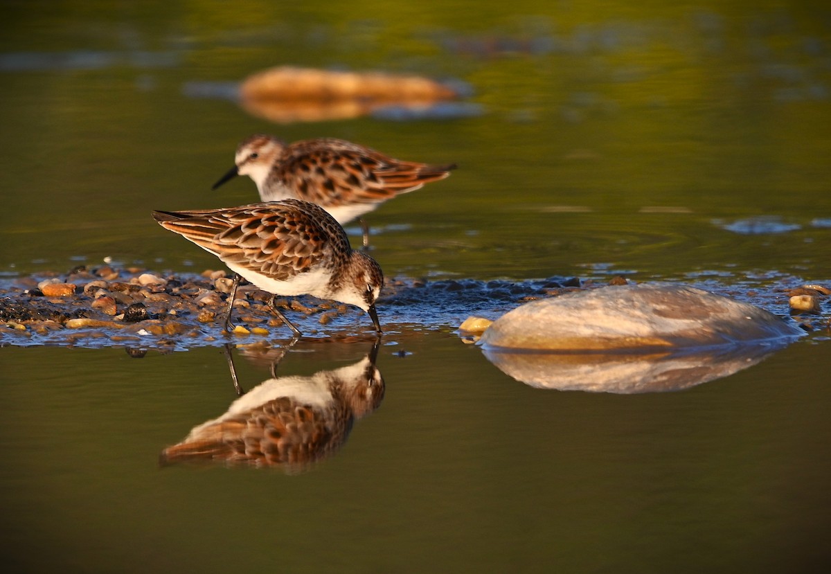 Little Stint - ML655341997