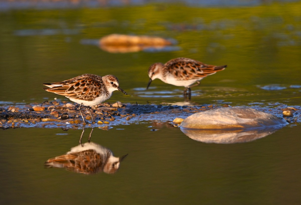 Little Stint - ML655342016