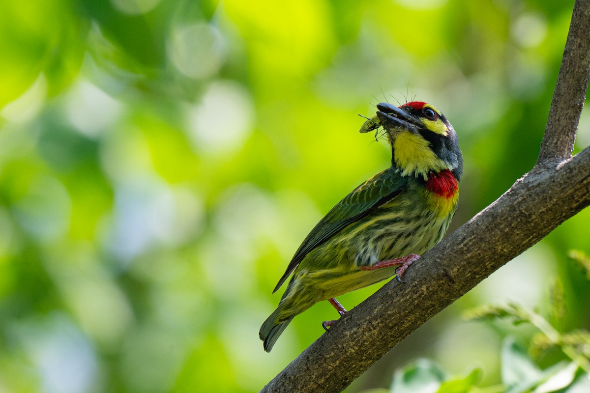 Barbudo Calderero (indicus/delicus) - ML655343384