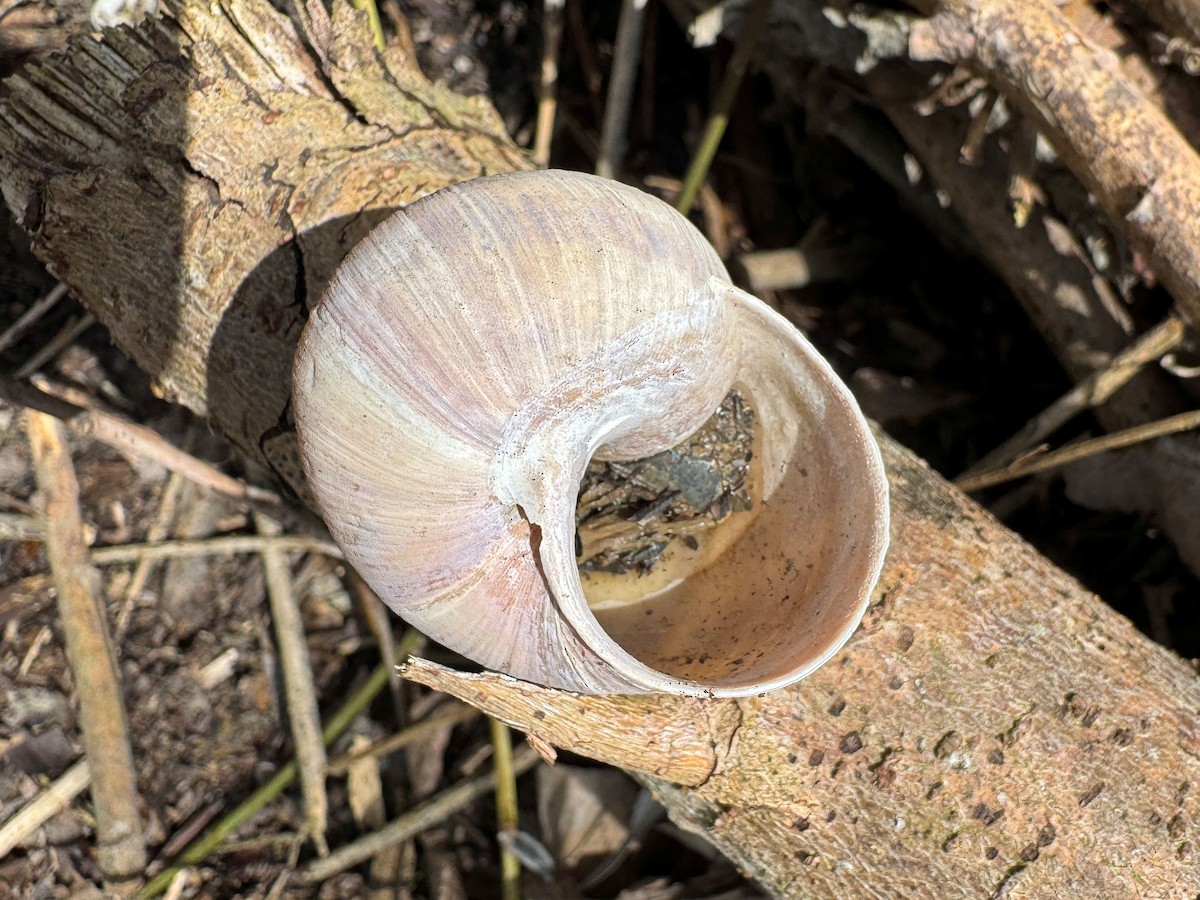 Roman Snail - ML655343515