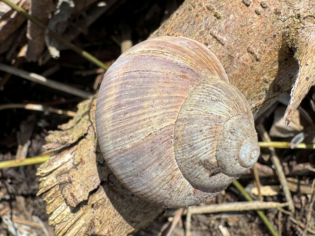 Roman Snail - ML655343516