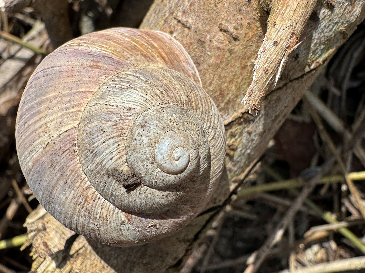 Roman Snail - ML655343517
