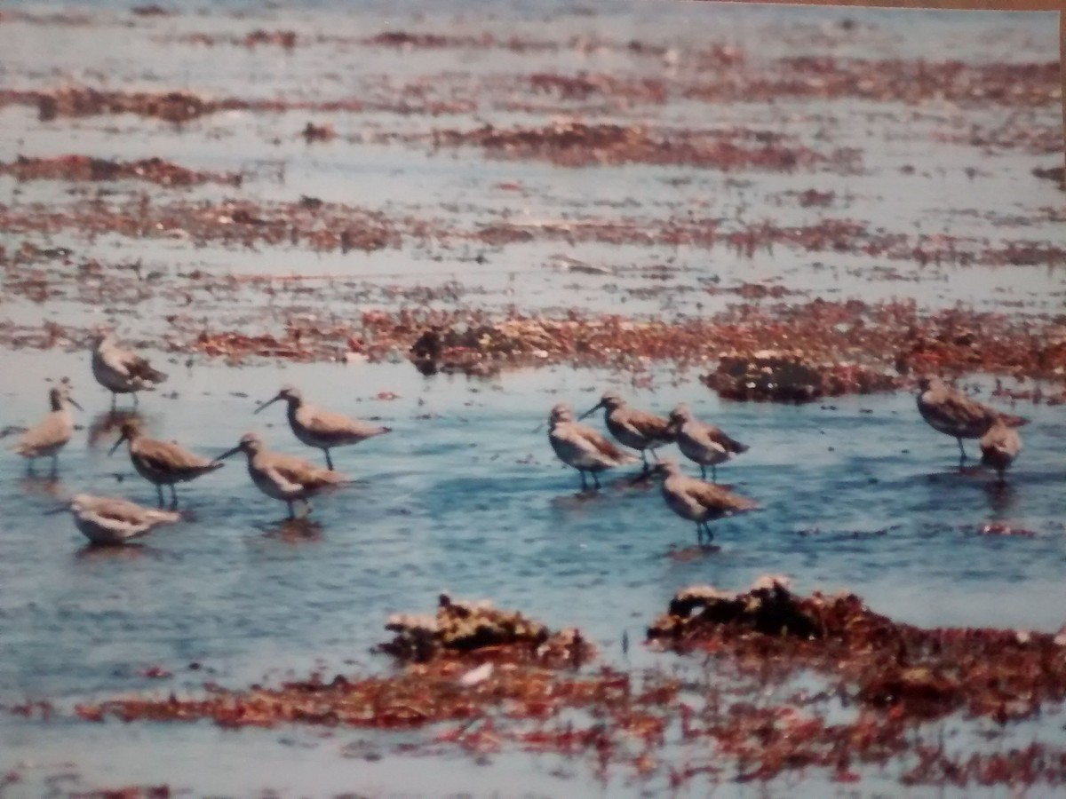 Stilt Sandpiper - ML65534371