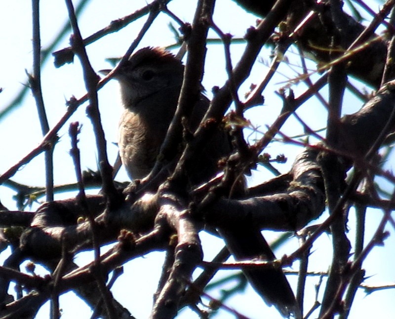 Pale-breasted Spinetail - ML65534381