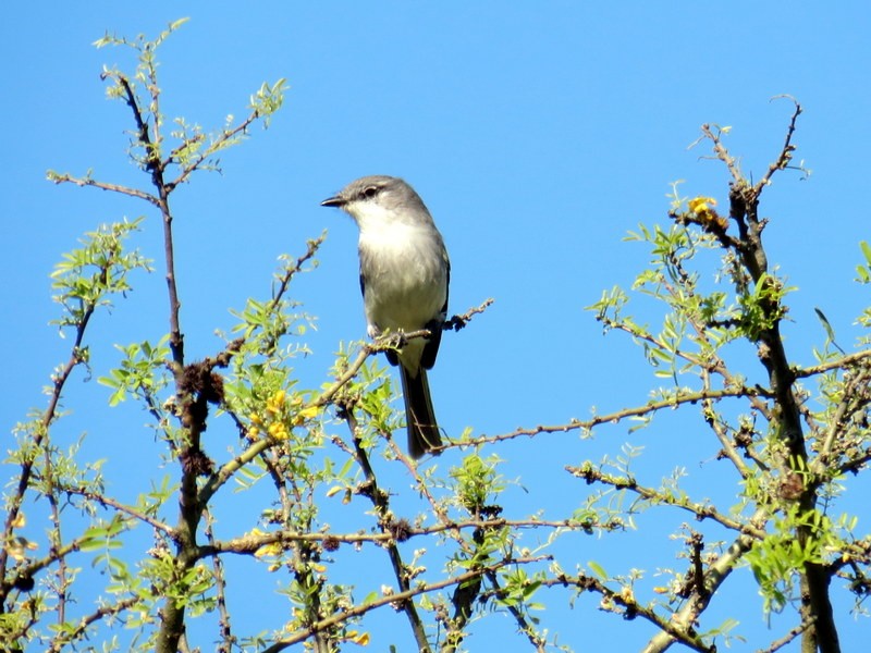 Suiriri Flycatcher - ML65534391