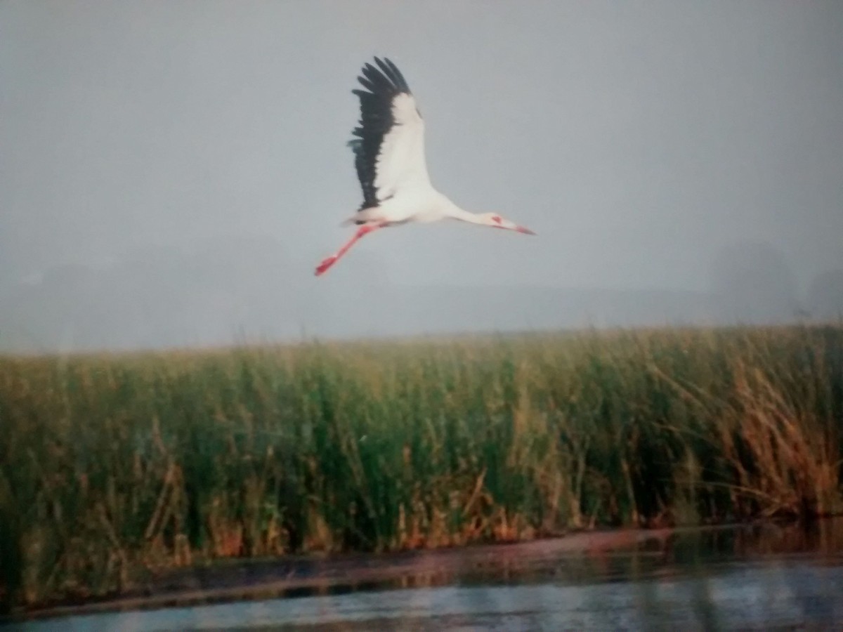Maguari Stork - ML65534401