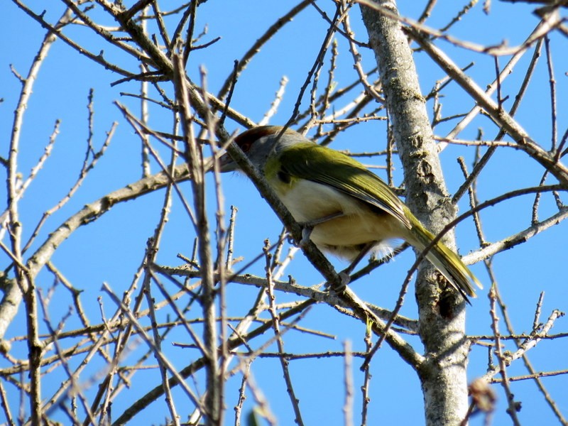 Rufous-browed Peppershrike - ML65534431