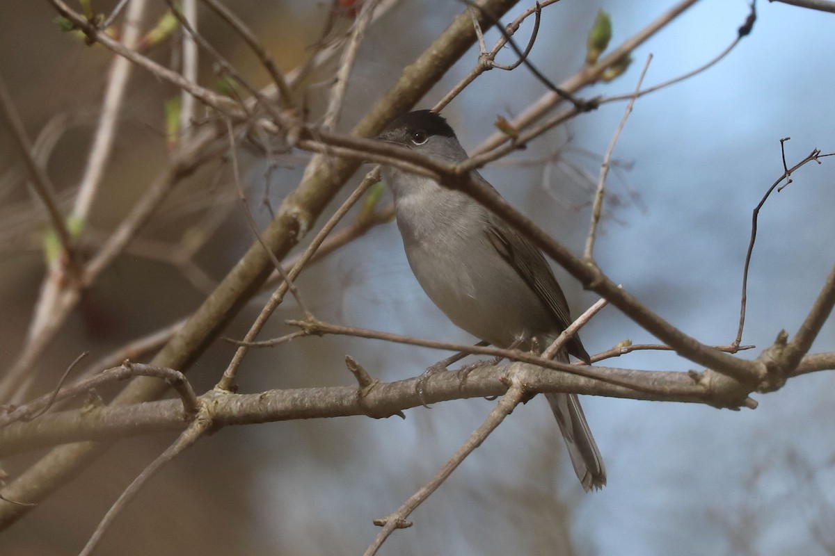 Eurasian Blackcap - ML655344885