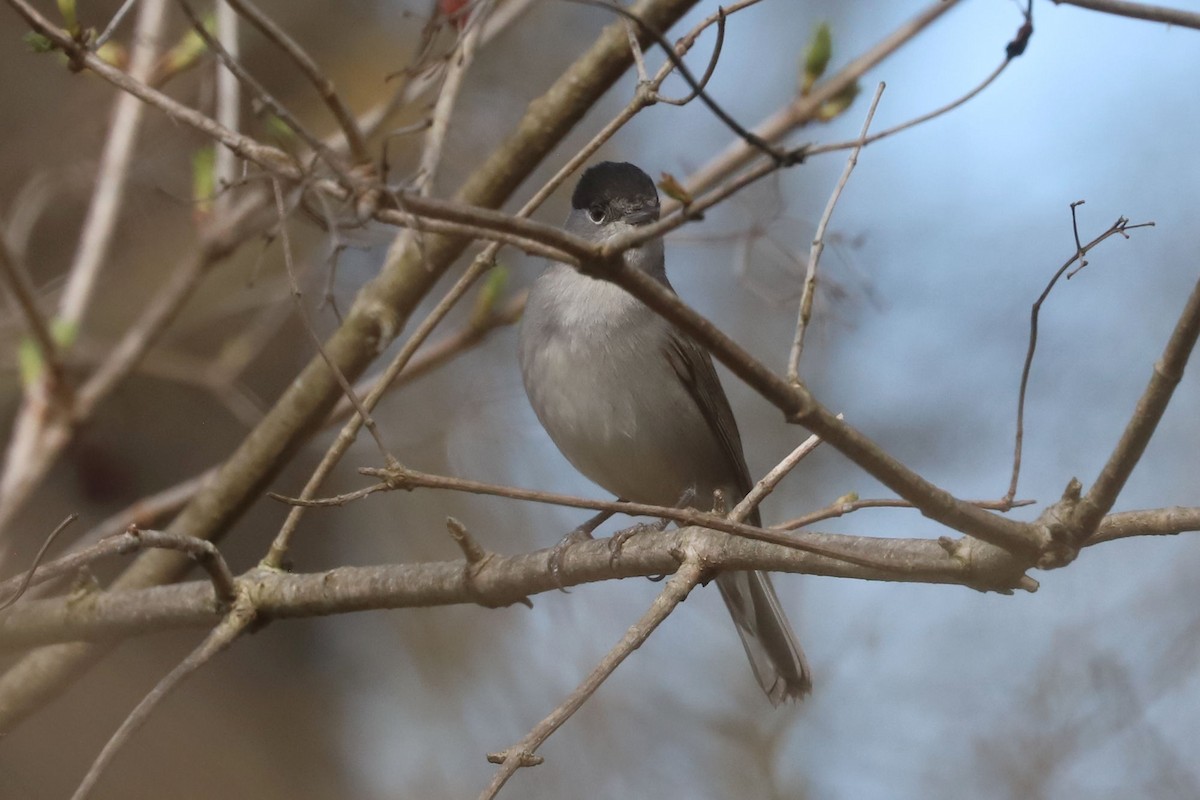 Eurasian Blackcap - ML655344886