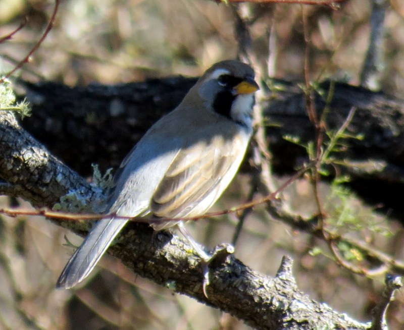 Saltator du Chaco - ML65534551