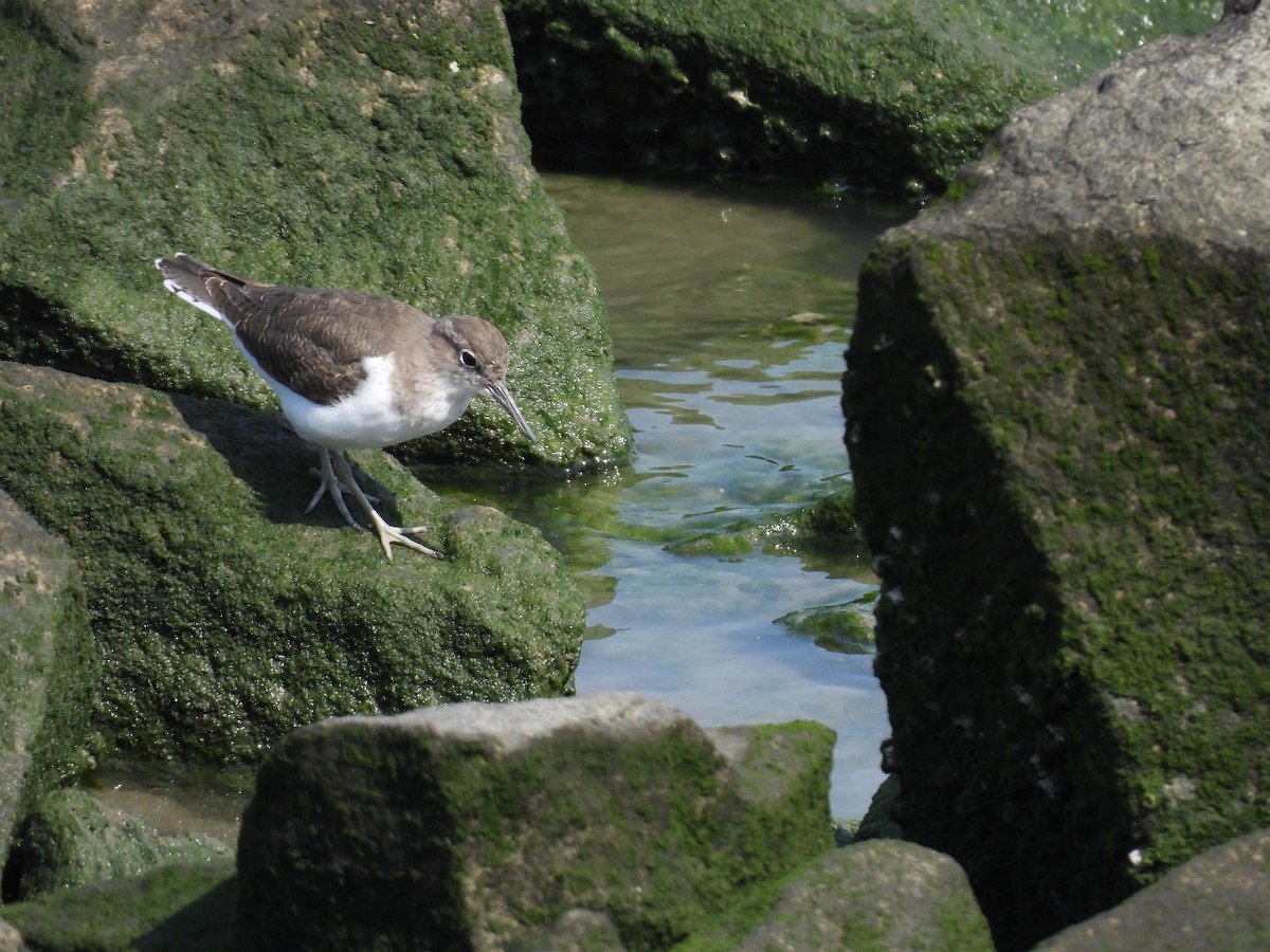 Common Sandpiper - ML655345614