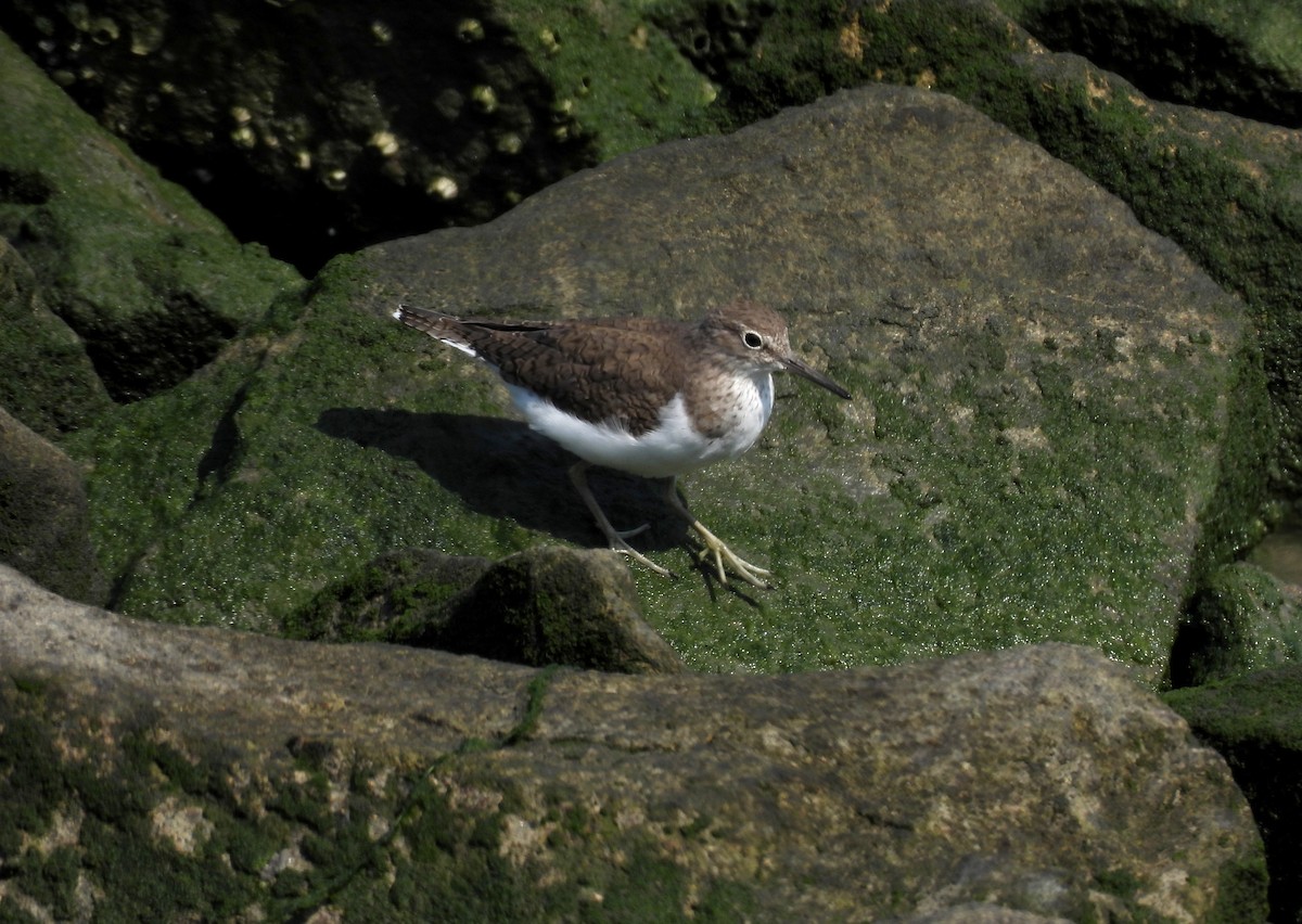 Common Sandpiper - ML655345615