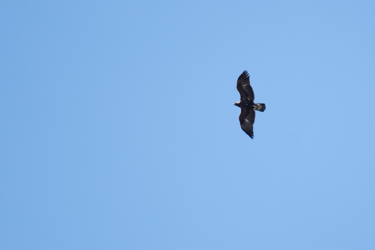 Golden Eagle - ML655346968
