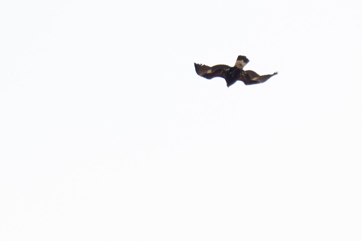 Golden Eagle - ML655346971