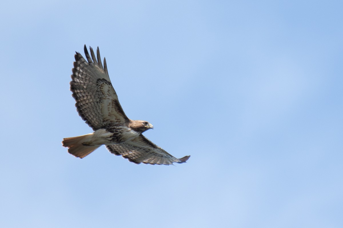 Red-tailed Hawk - ML655347014