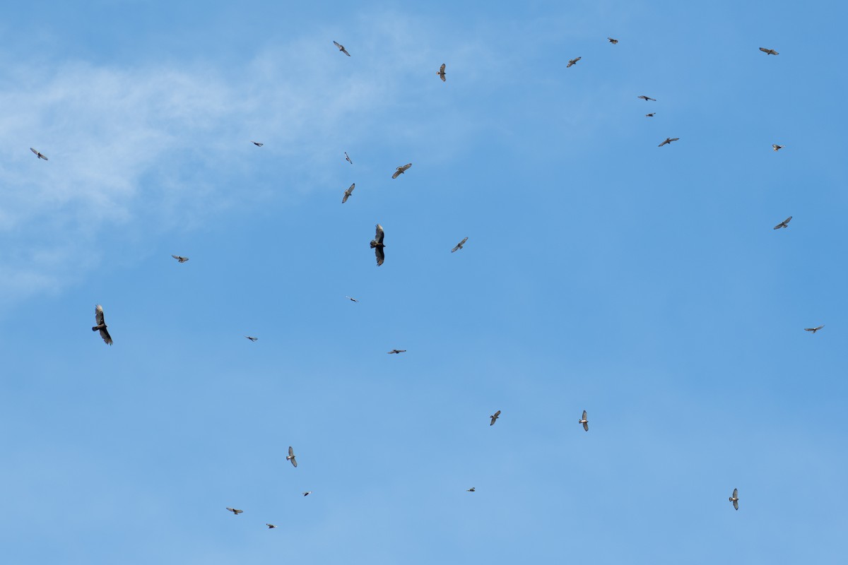 Turkey Vulture - ML655347254