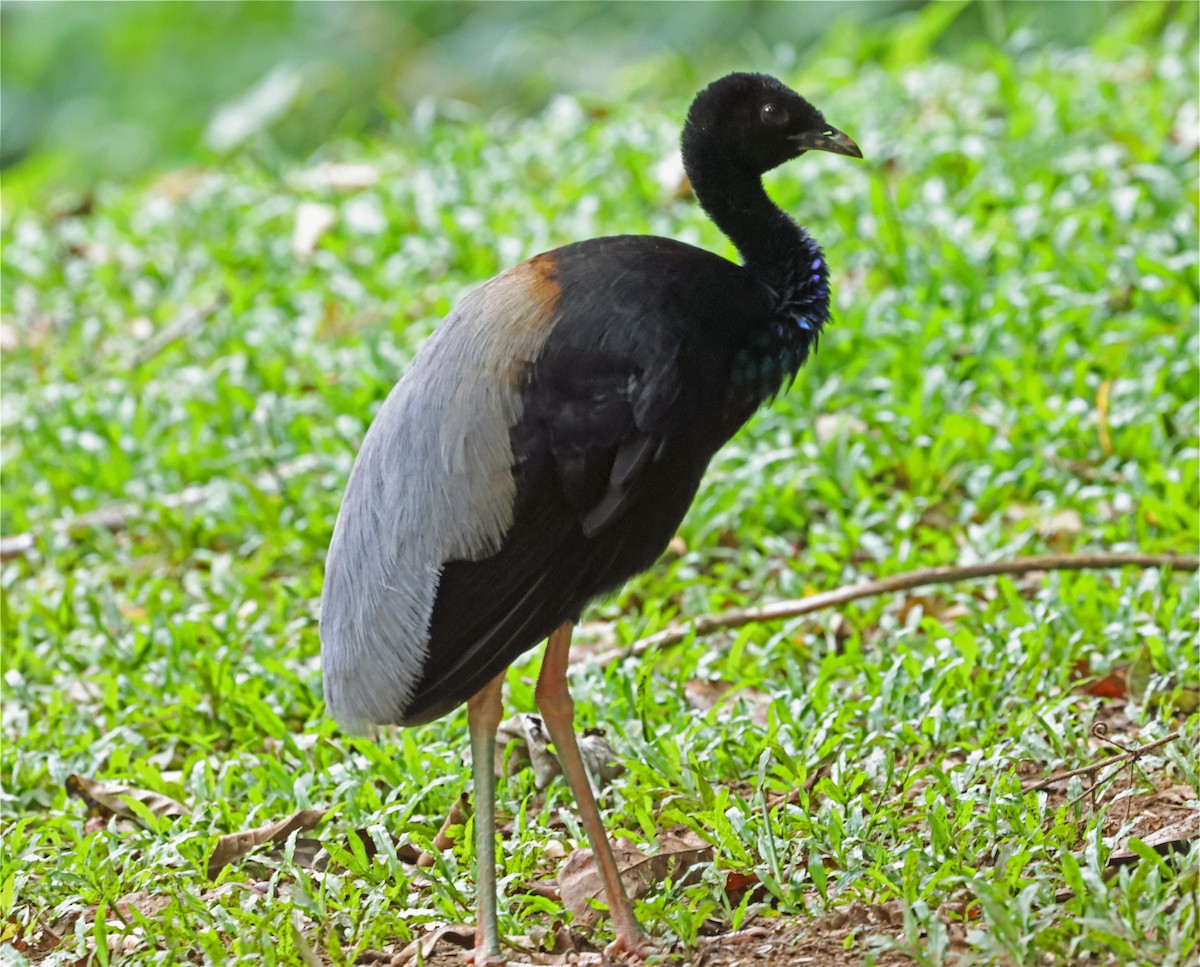 Grauflügel-Trompetervogel - ML655347309