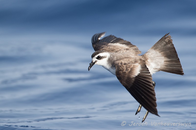 White-faced Storm-Petrel - ML65534761