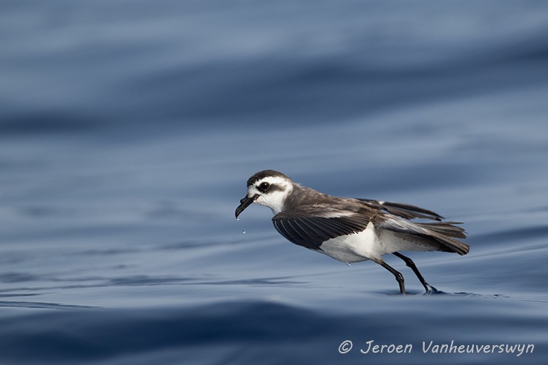 White-faced Storm-Petrel - ML65534771