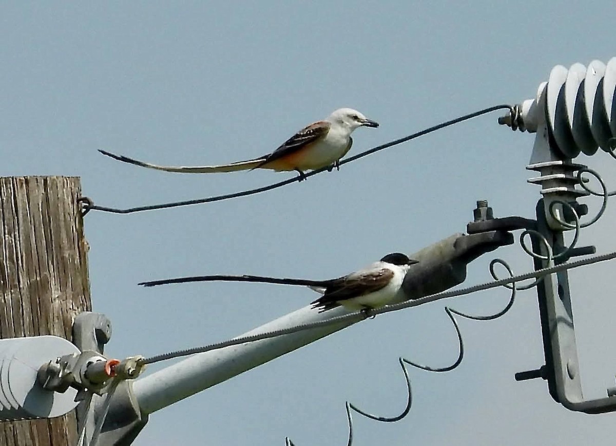 Fork-tailed Flycatcher - ML655348538