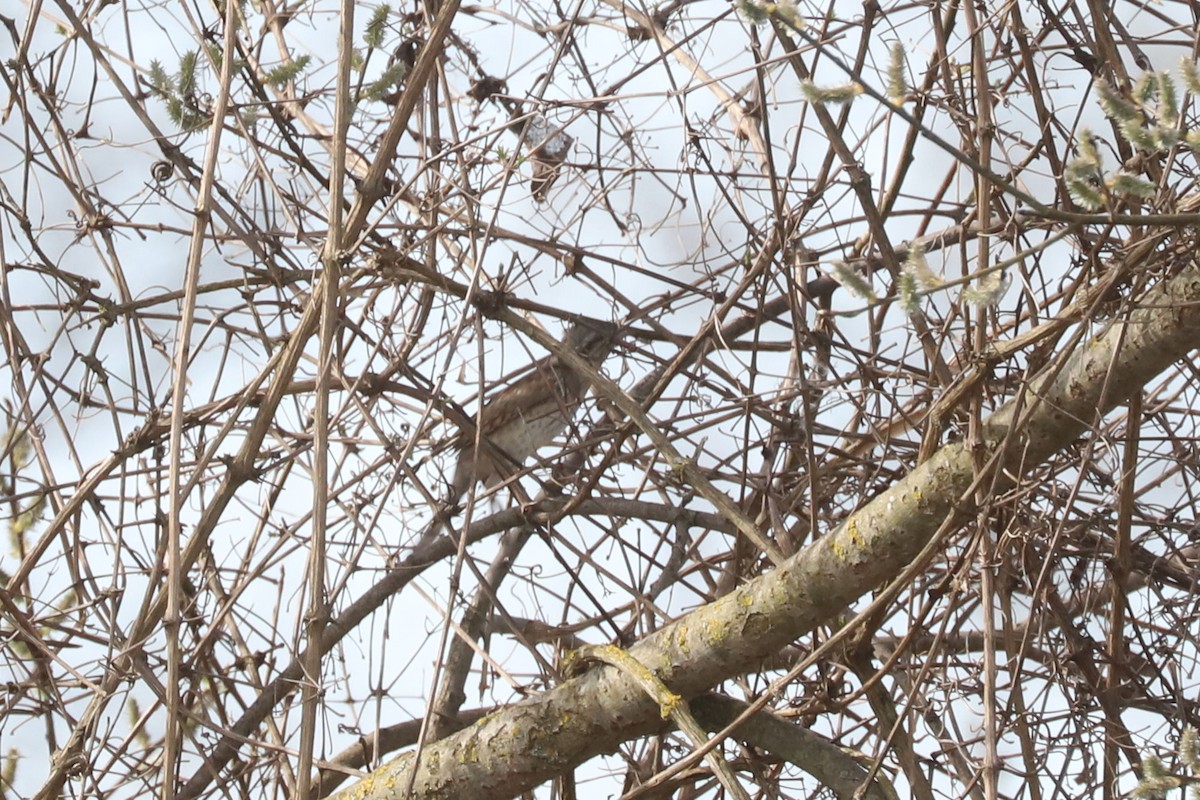 Eurasian Wryneck - ML655348689