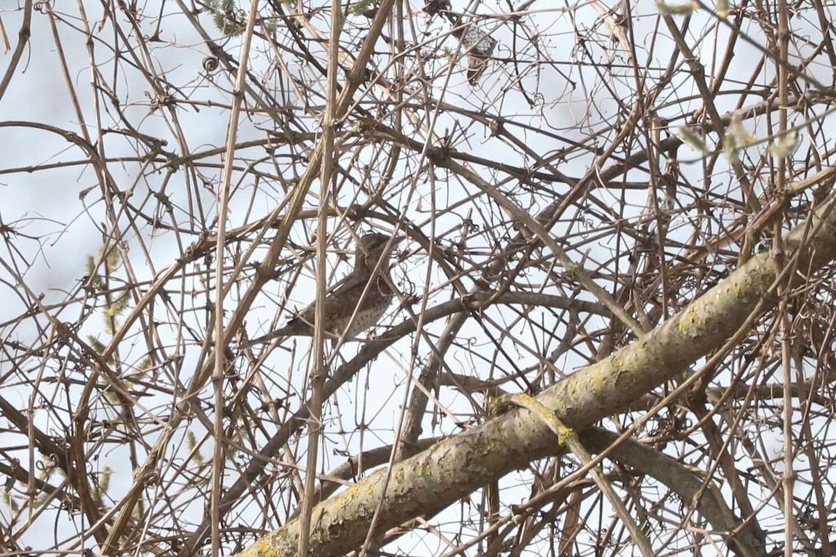 Eurasian Wryneck - ML655348690