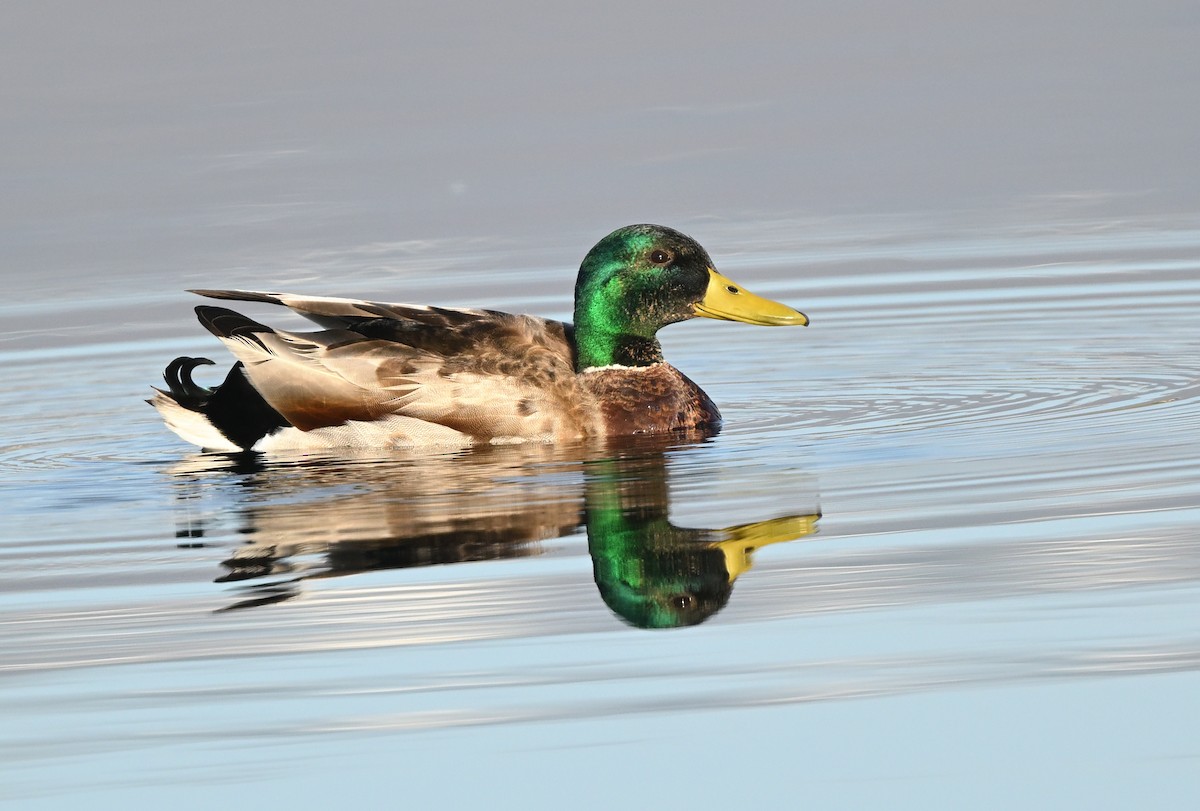 Stockente - ML655348912
